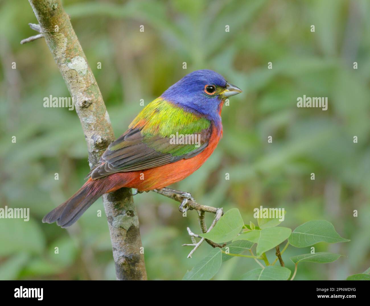 Painted bunting (Passerina ciris) on stopover during spring migration