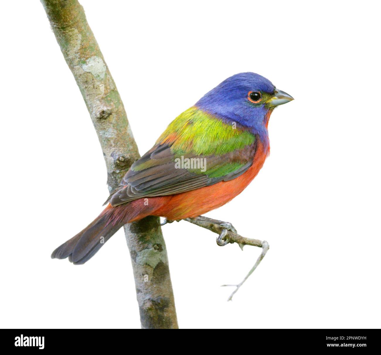 Painted bunting (Passerina ciris) isolated on white background Stock