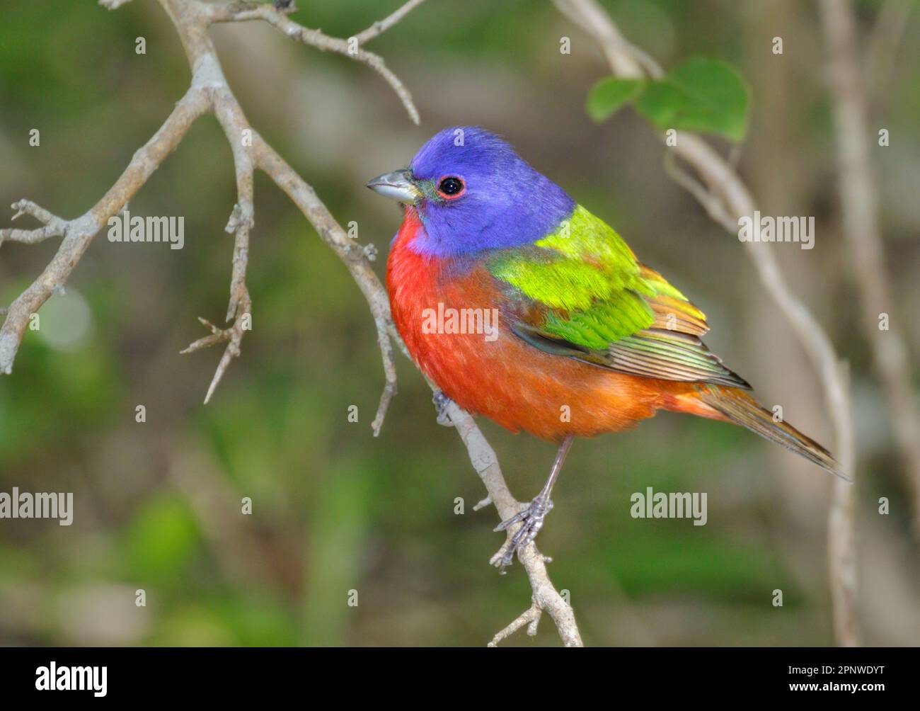 Painted bunting (Passerina ciris) on stopover during spring migration