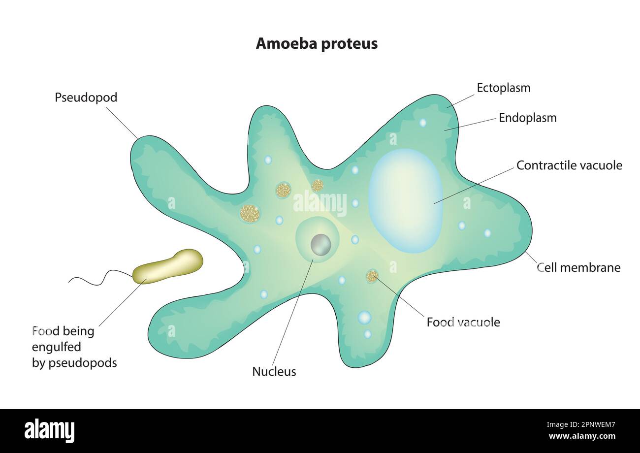 amoeba proteus diagram Stock Vector