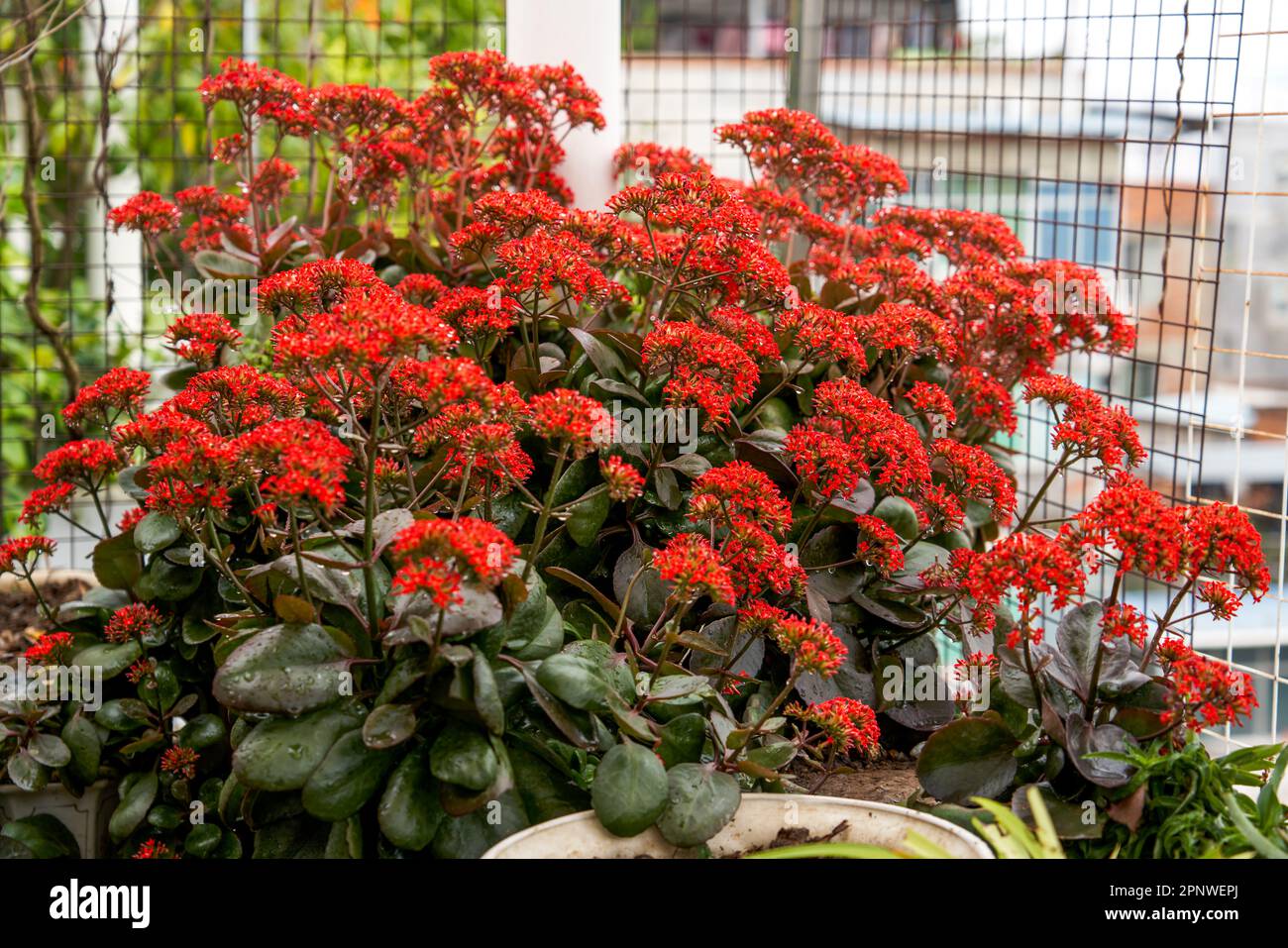 Kalanchoe flowering growing flowers hi-res stock photography and images ...