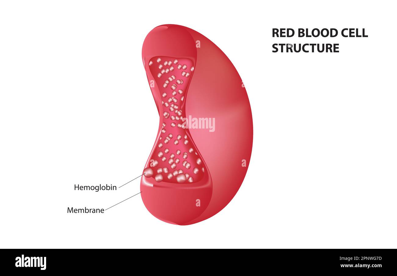 Red blood cell structure Stock Vector