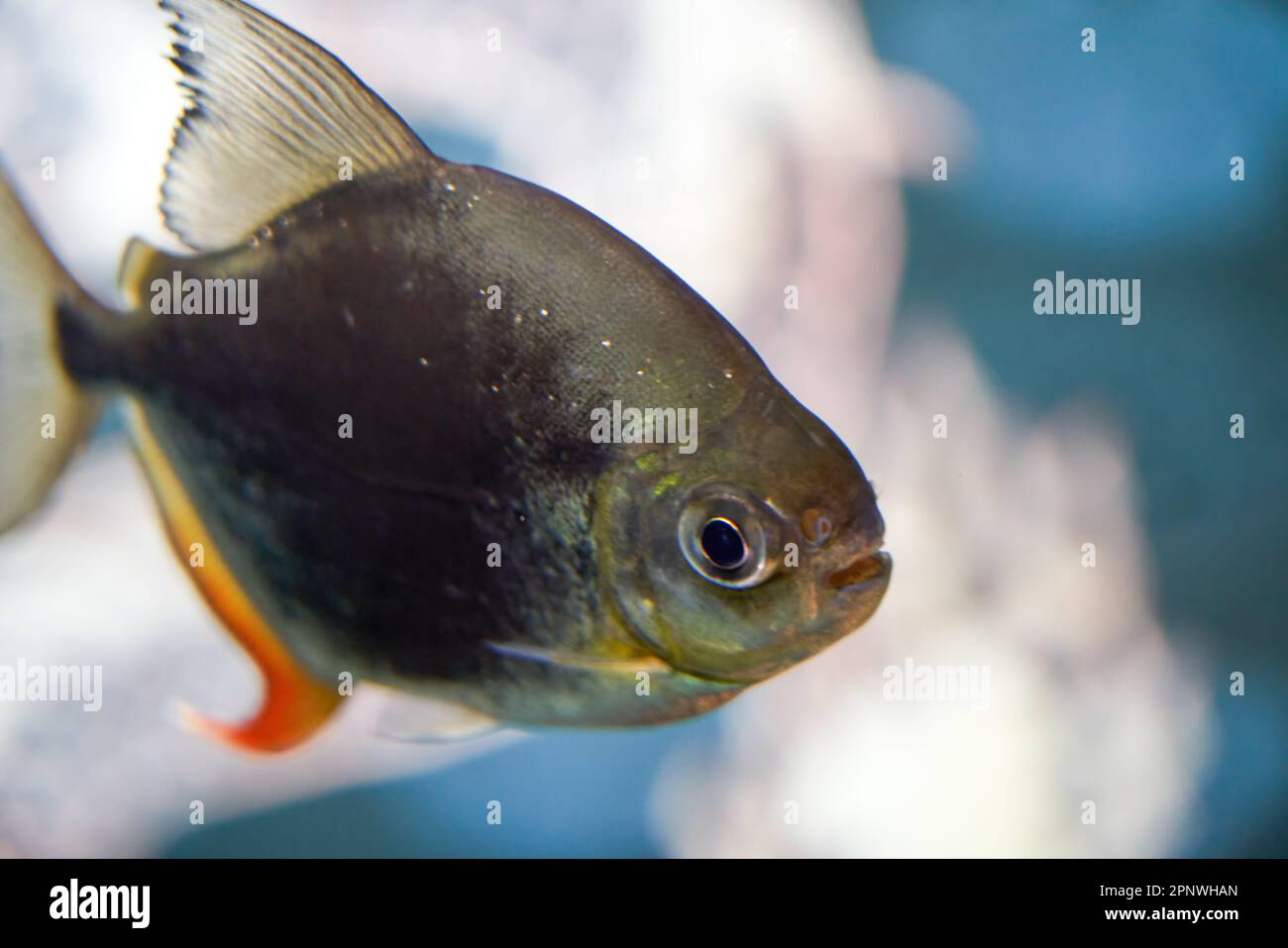 A pet ornamental fish in an aquarium, mango fish closeup Stock Photo