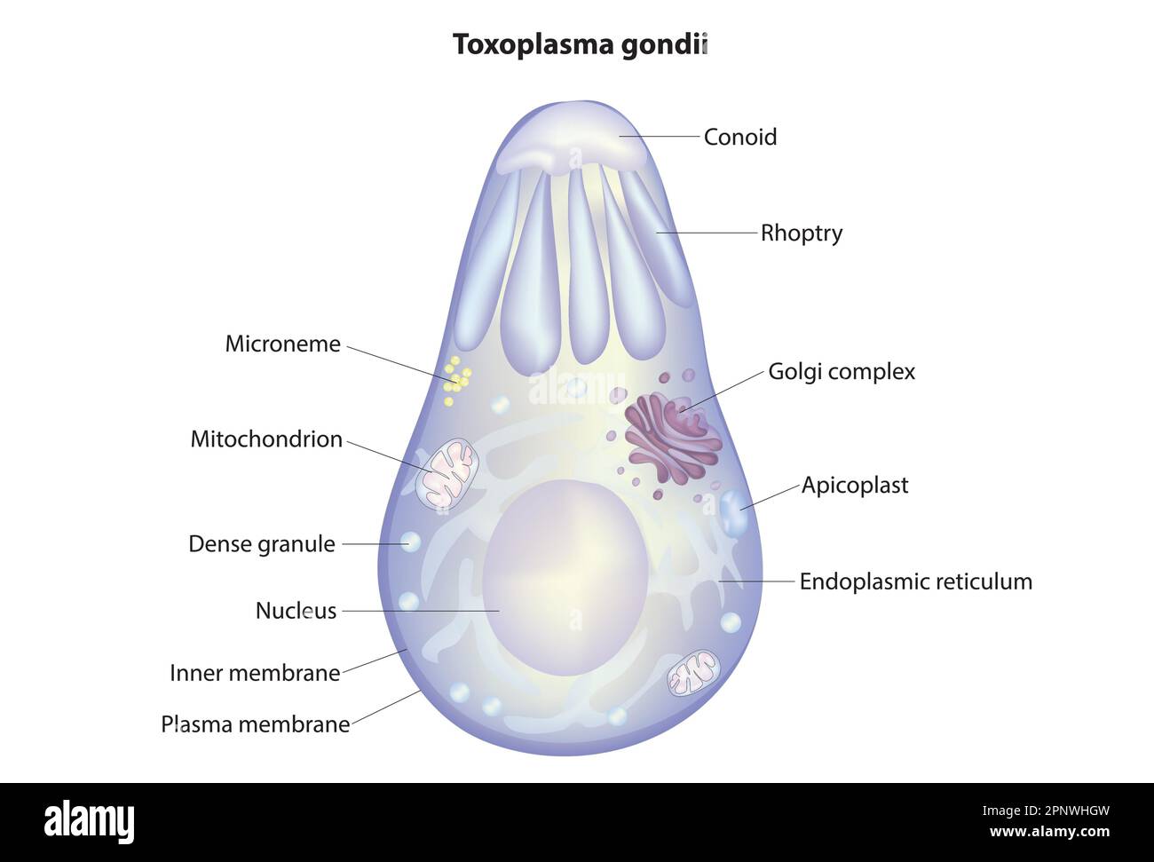 Toxoplasma gondii Stock Vector