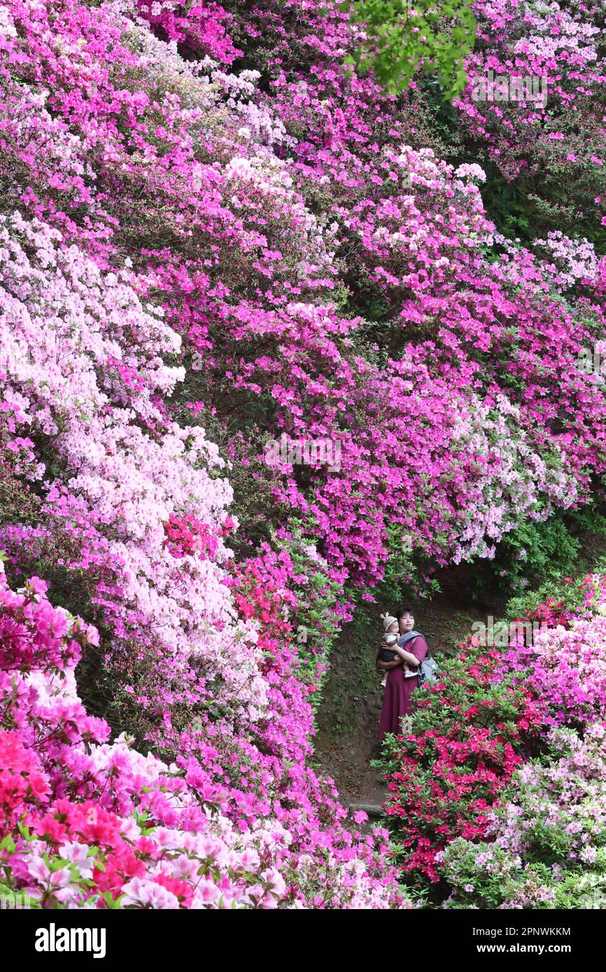 Flowers of Rhododendron (Azalea) are in full bloom at Daikouzenji ...
