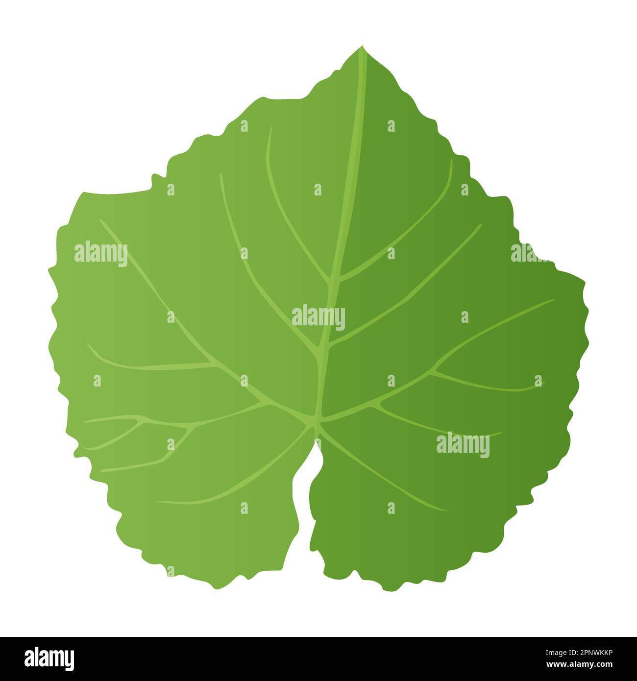 Green grape Leaf in realistic style. Autumn leaf. Colorful illustration