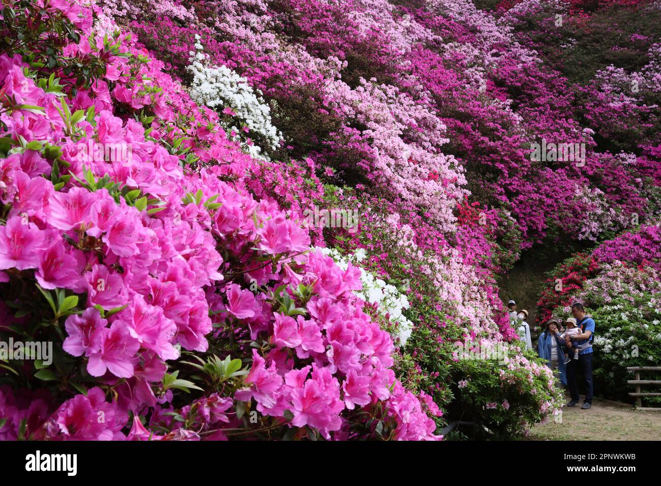 Flowers of Rhododendron (Azalea) are in full bloom at Daikouzenji ...