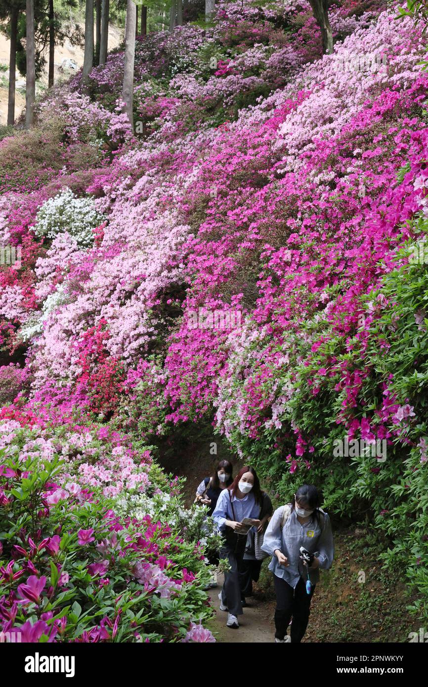 Flowers of Rhododendron (Azalea) are in full bloom at Daikouzenji temple in  Kiyama Town, Saga Prefecture, western Japan and Kyusyu island, in April 21,  2023. At Daikouzenji temple, about 50,000 azaleas are