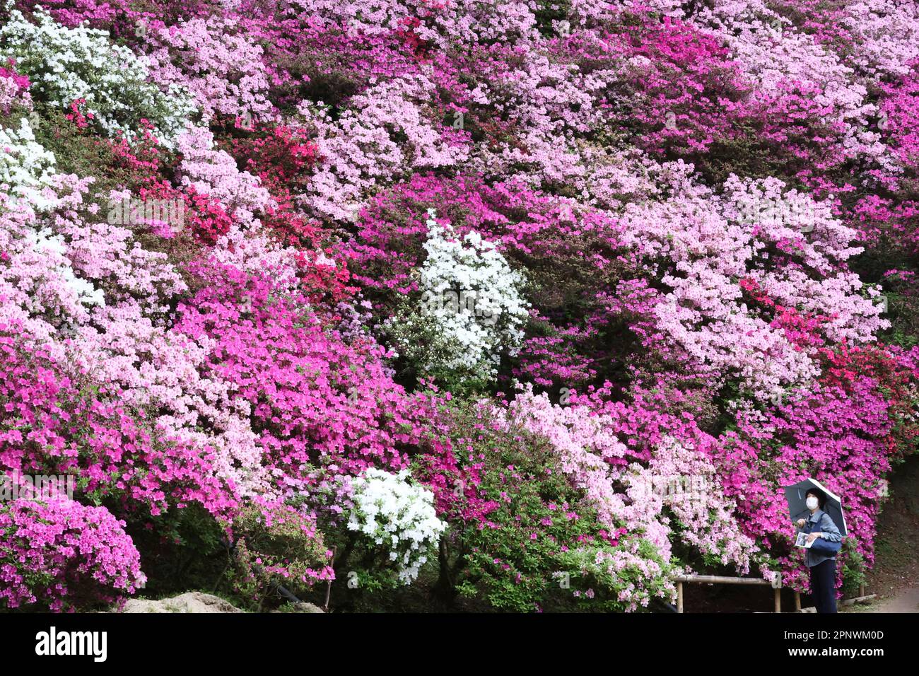 Flowers of Rhododendron (Azalea) are in full bloom at Daikouzenji ...