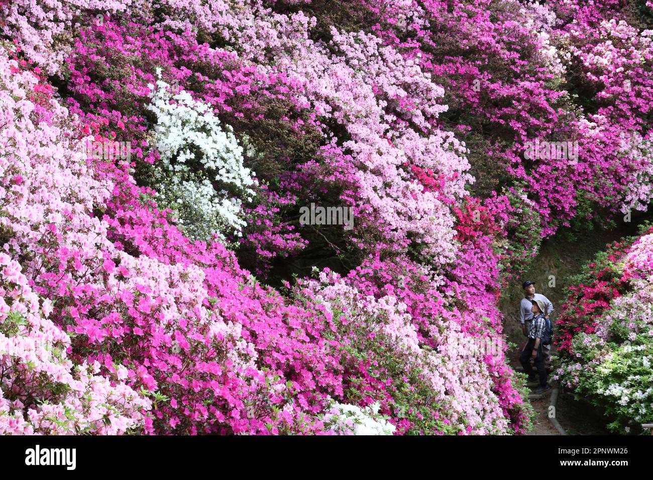 Flowers of Rhododendron (Azalea) are in full bloom at Daikouzenji ...