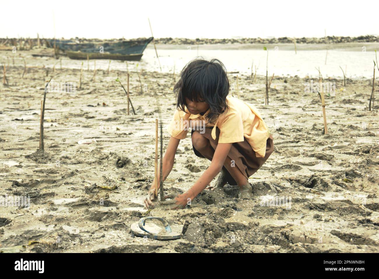 Marunda Tree A child is planting a mangrove tree in Jakarta coastal area during a ...