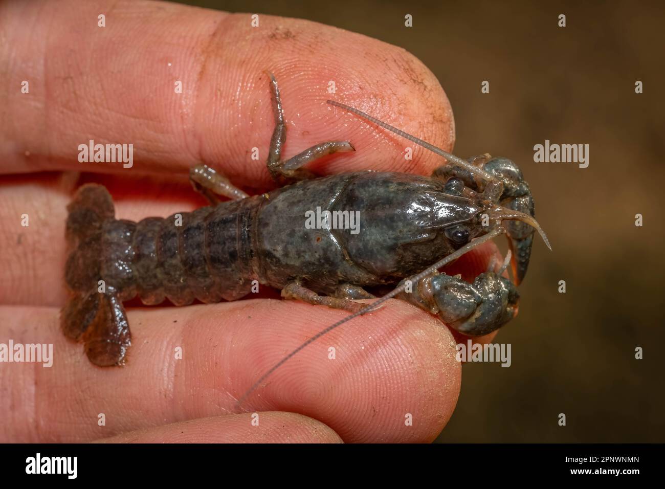 Top view of a Crayfish or Crawdad found in a creek. Raleigh, North Carolina. Stock Photo