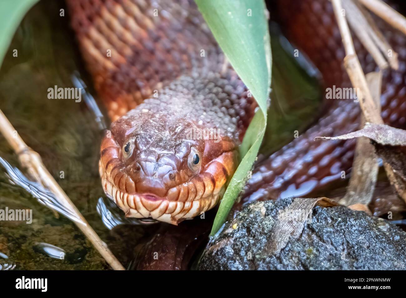 Front view of a Northern Water Snake, seeming to smile. North Carolina ...