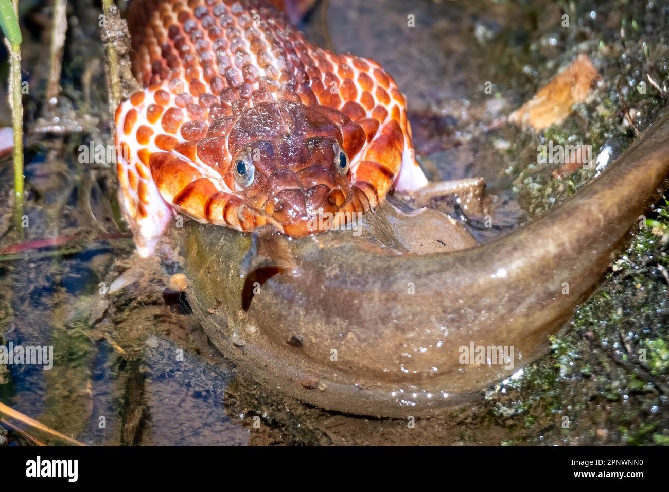 Front view of a Northern Water Snake taking its time to swallow down a relatively large catfish. Raleigh, North Carolina. Stock Photo