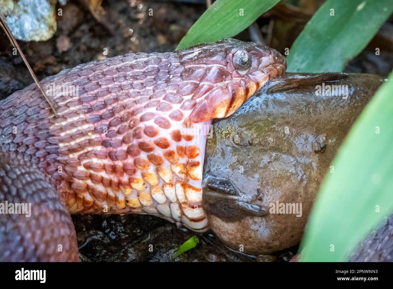 Side view of a large Northern Water Snake taking its time to swallow down a relatively big catfish. Raleigh, North Carolina. Stock Photo