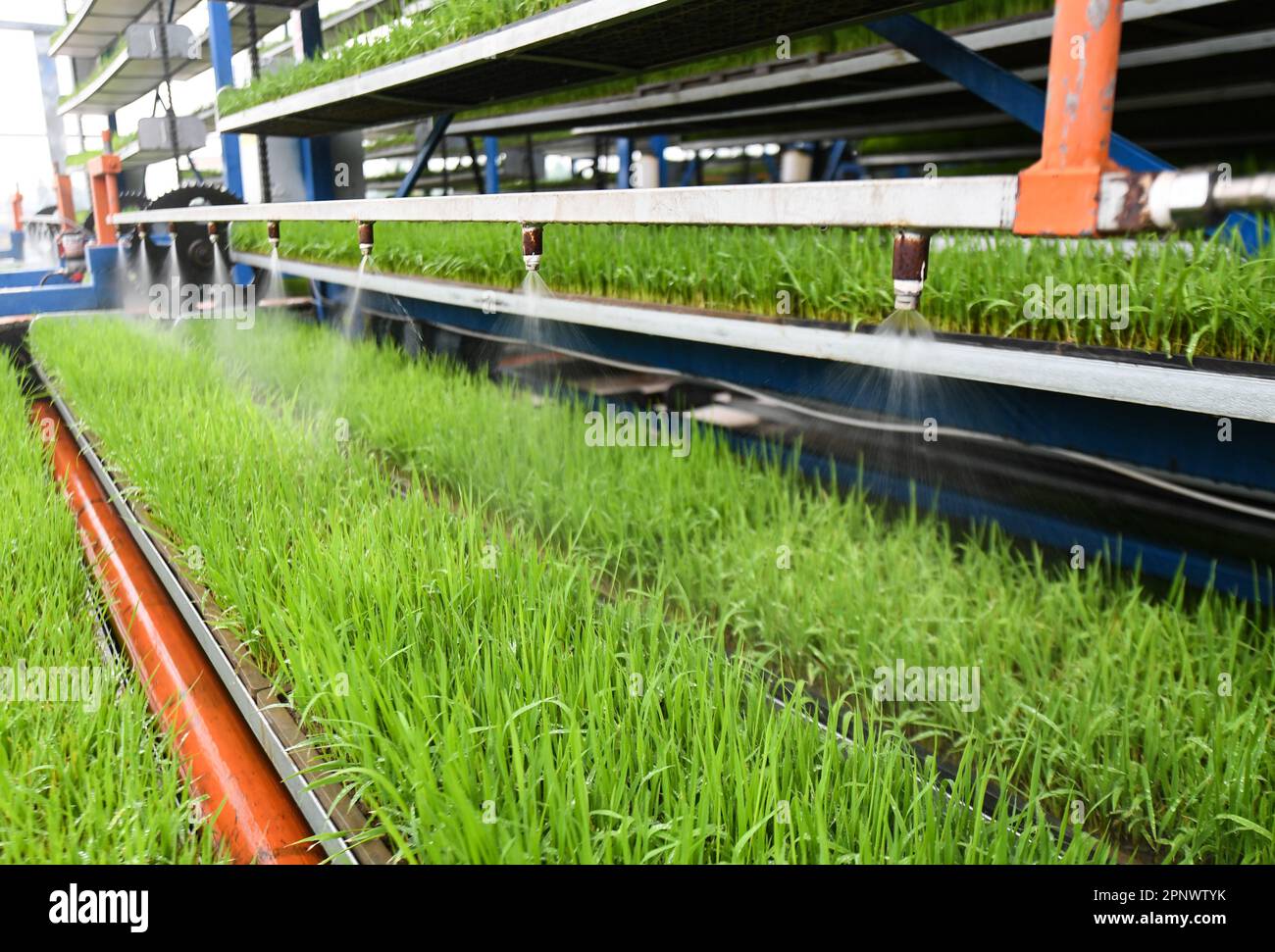 Demo Farm Rice Pengshan. 20th Apr, 2023. This photo taken on April 20, 2023 shows an ...