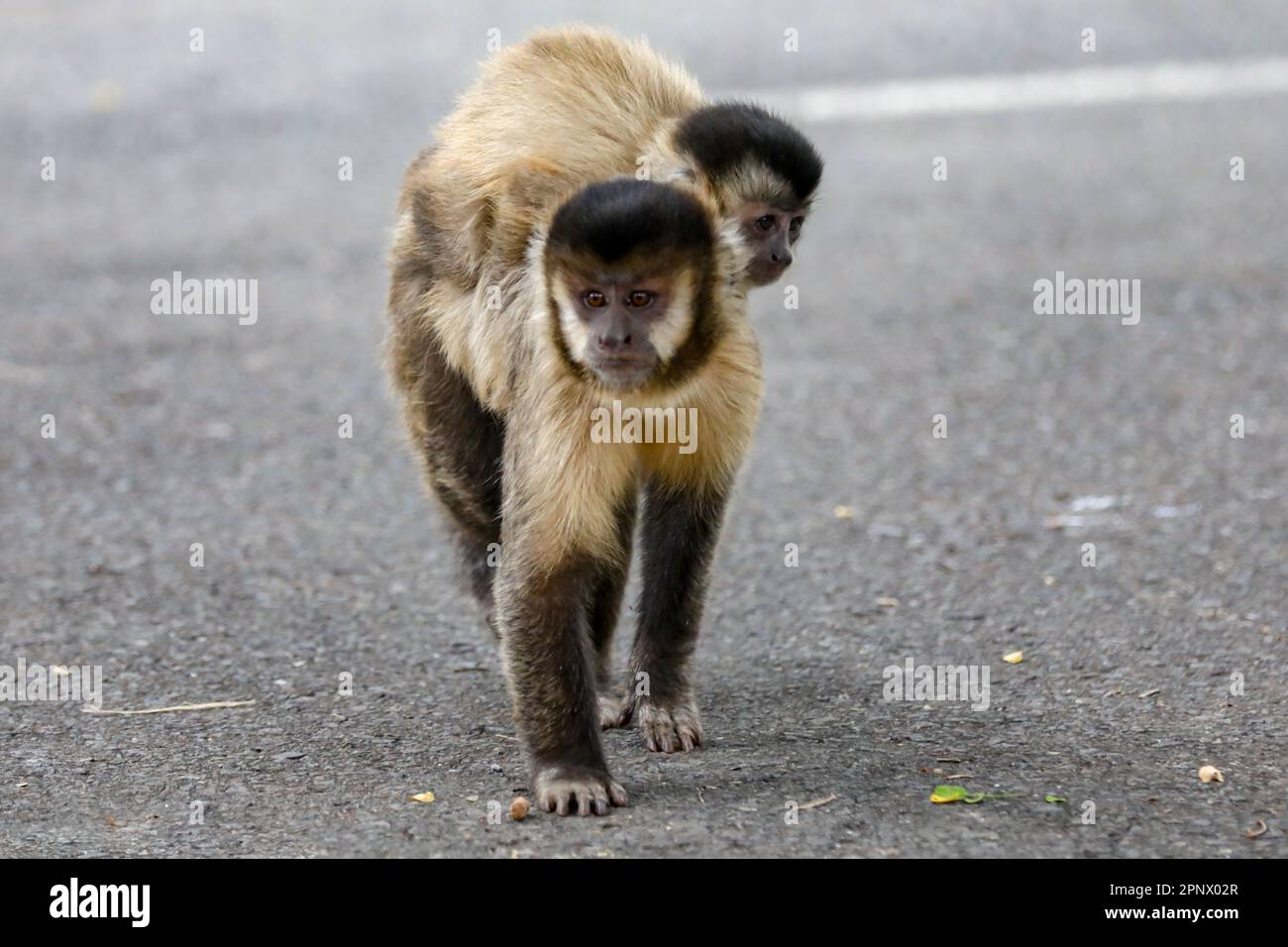 Capuchin monkey (sapajus), typical Brazilian monkey Stock Photo