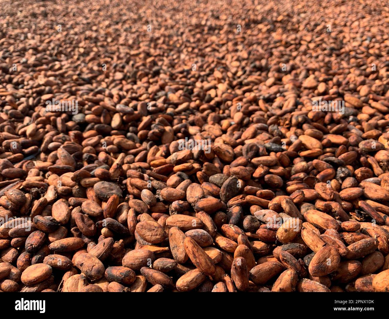 Raw cocoa beans dry in the sun in the ivory coast Stock Photo Alamy