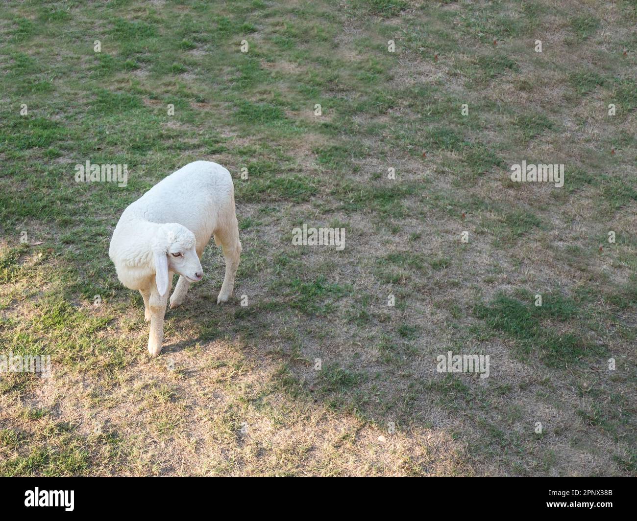 a sheep in the garden Stock Photo - Alamy