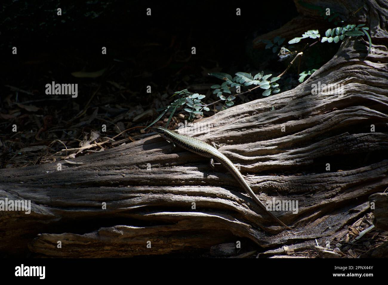 A Golden Water Skink (Sphenomorphus Quoyii) is basking in a patch of sunlight on a fallen tree beside Badger Creek near Healesville in Victoria. Stock Photo