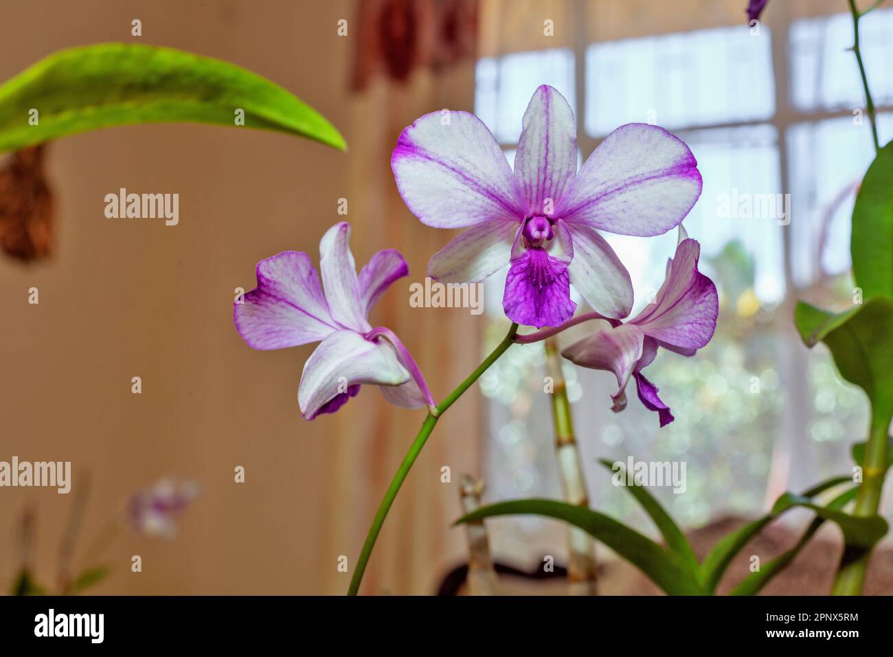indoor growing blooming colorful orchid Stock Photo