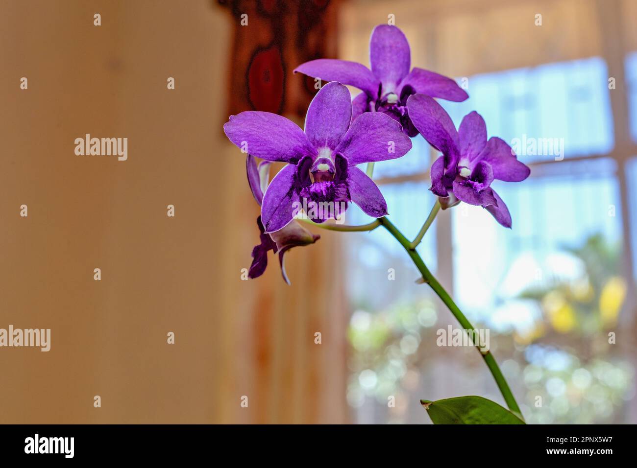 indoor growing blooming colorful orchid Stock Photo