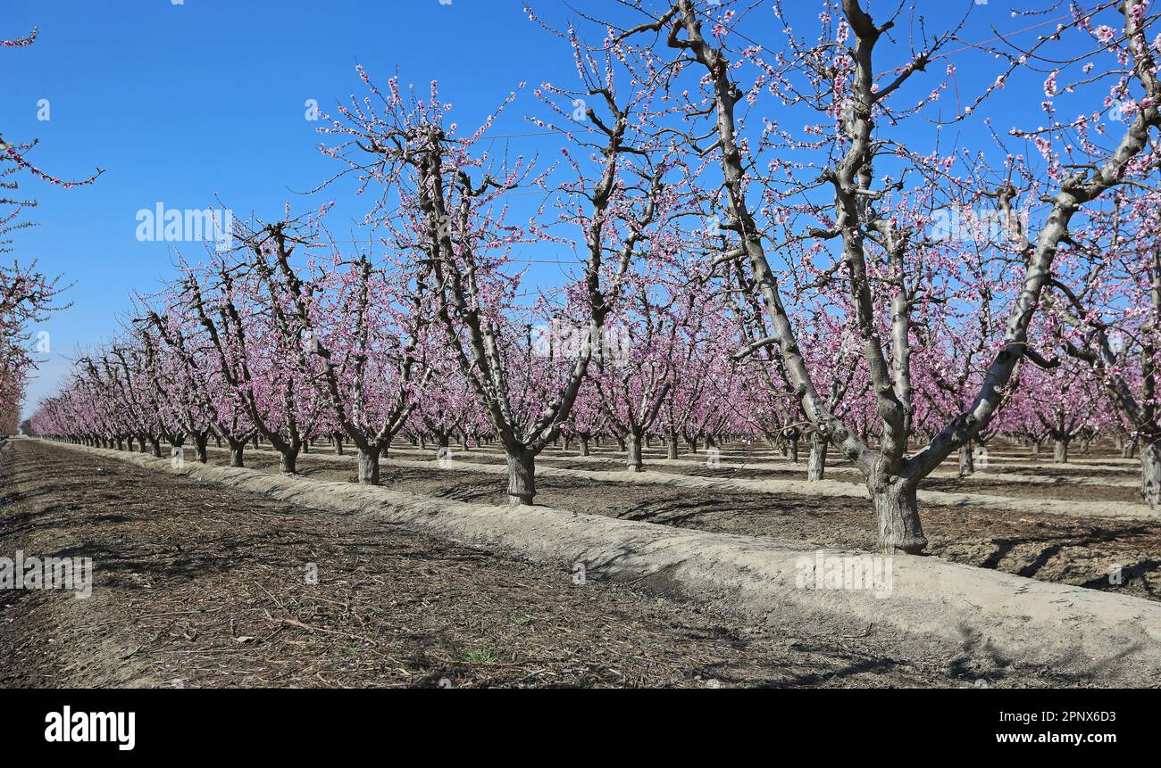 Peach orchard spring hi-res stock photography and images - Alamy