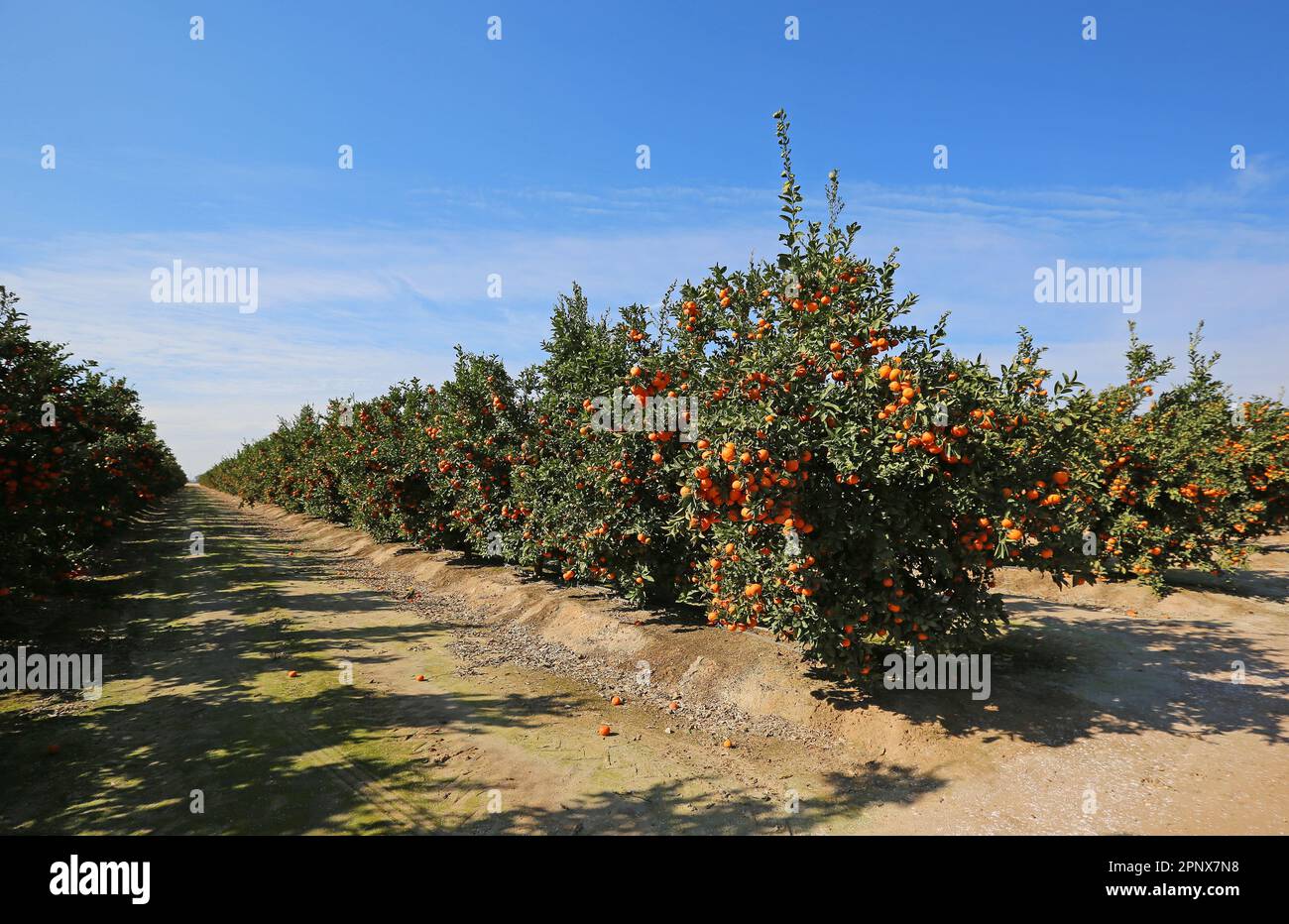 Tangerine orchard California Stock Photo Alamy