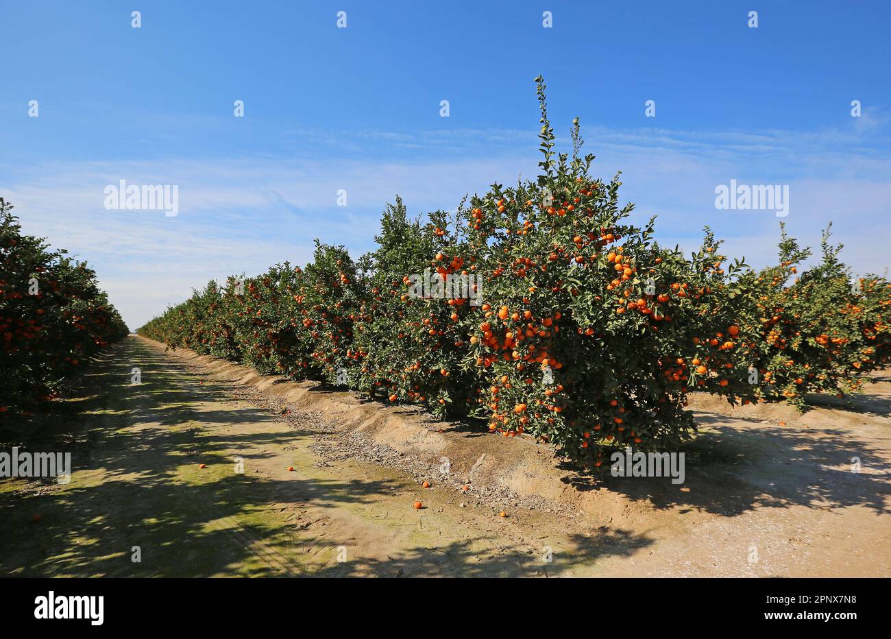 Tangerine orchard - California Stock Photo