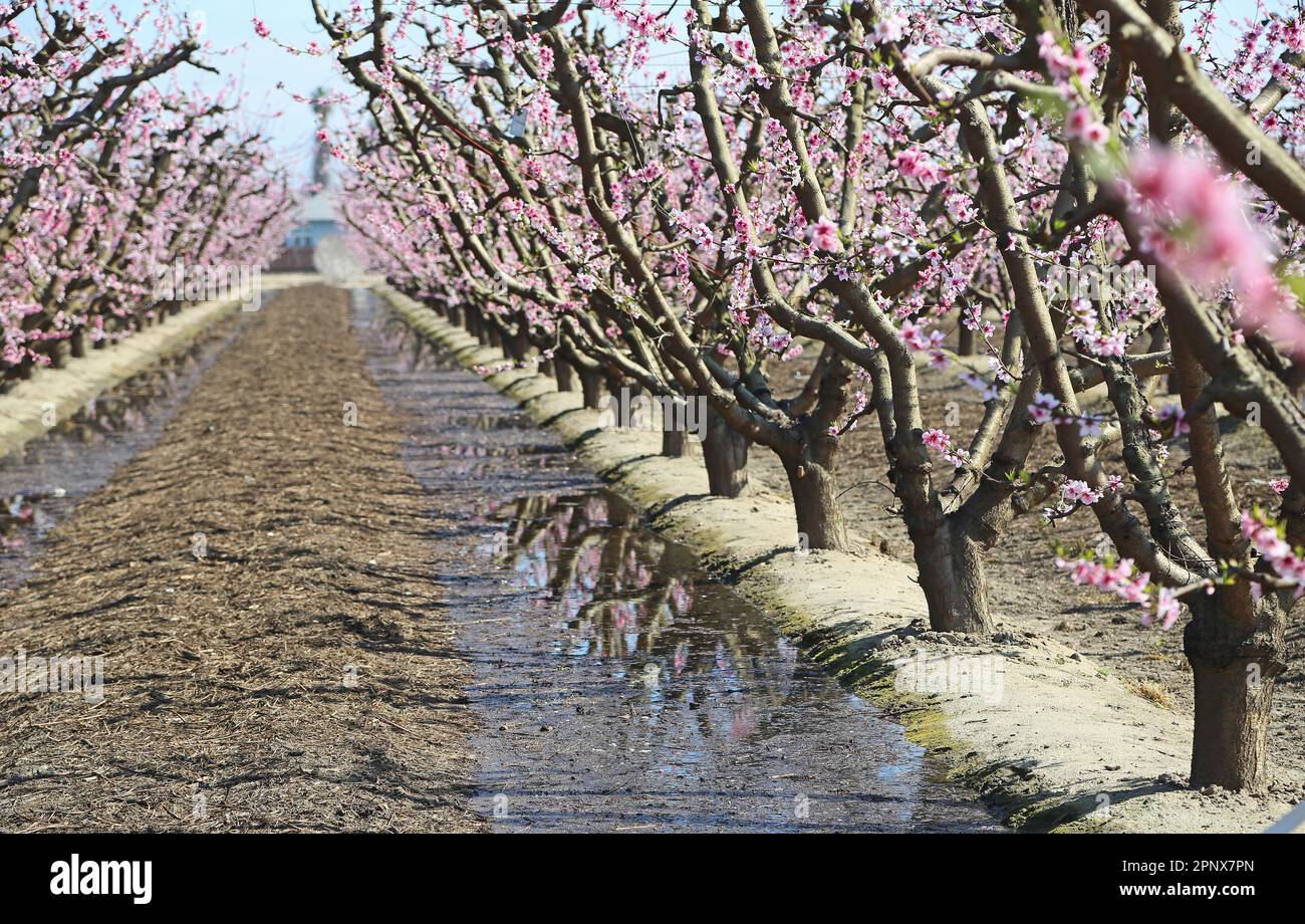 Reflection in tree rows - California Stock Photo - Alamy