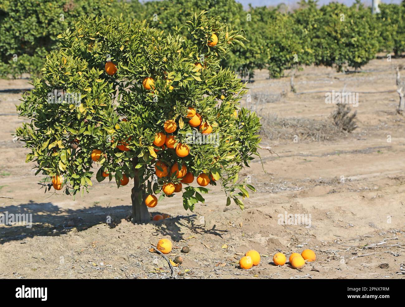 Small orange tree - California Stock Photo