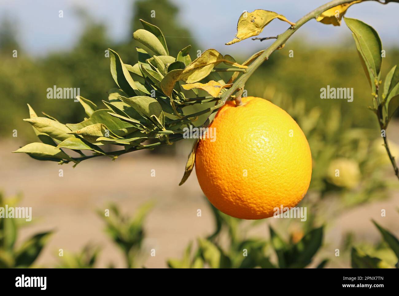Orange on the branch - California Stock Photo