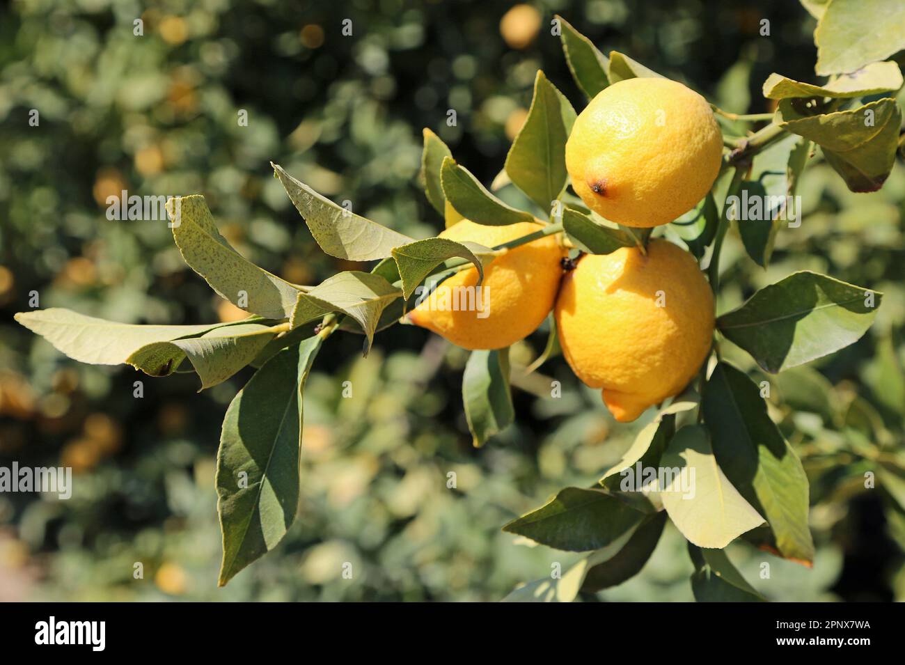 Three lemon on the branch - California Stock Photo