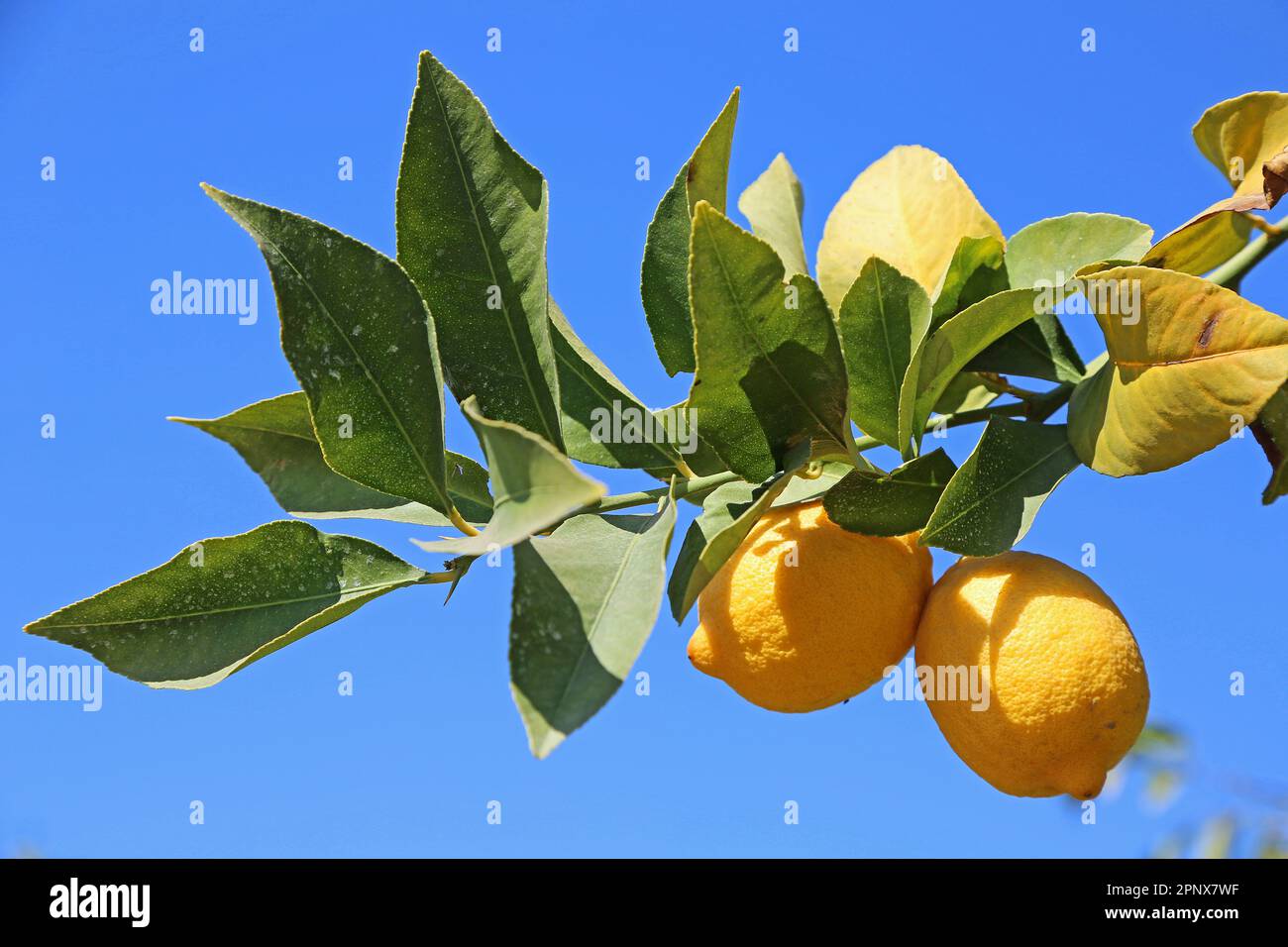 Branch with lemon on blue sky - California Stock Photo