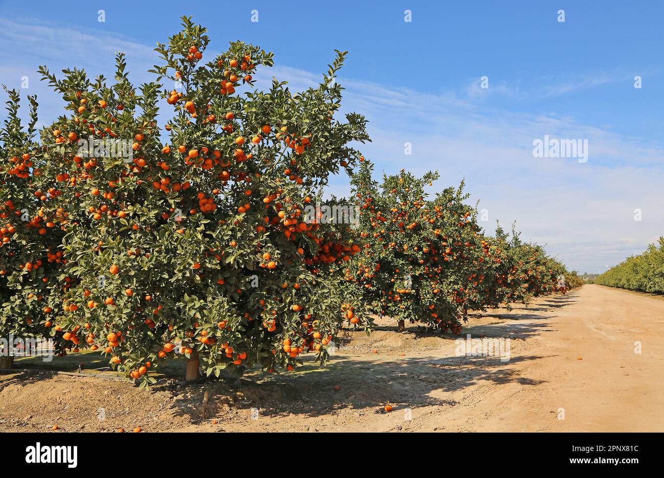 Tangerine orchard - California Stock Photo