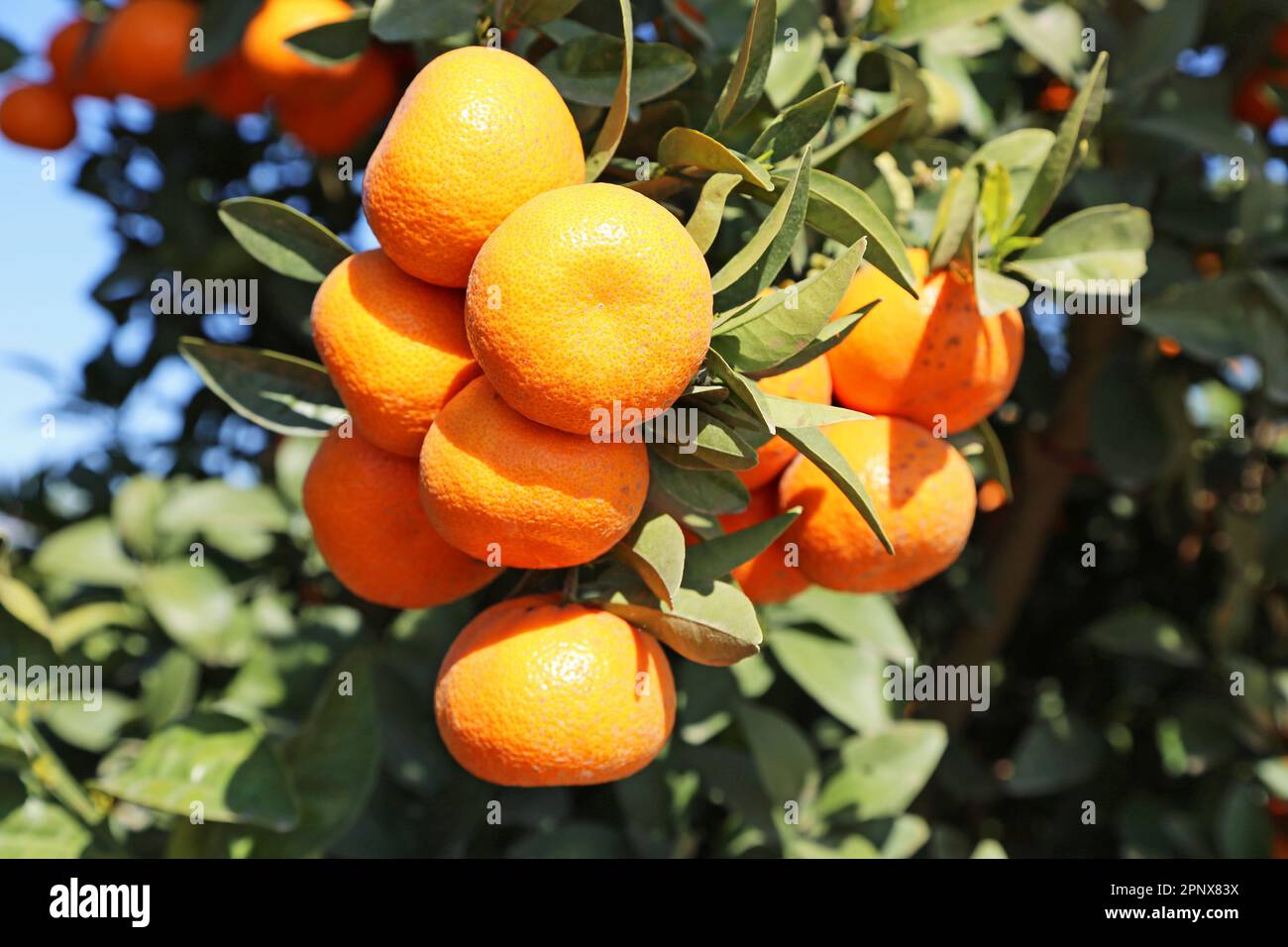 Tangerines - California Stock Photo