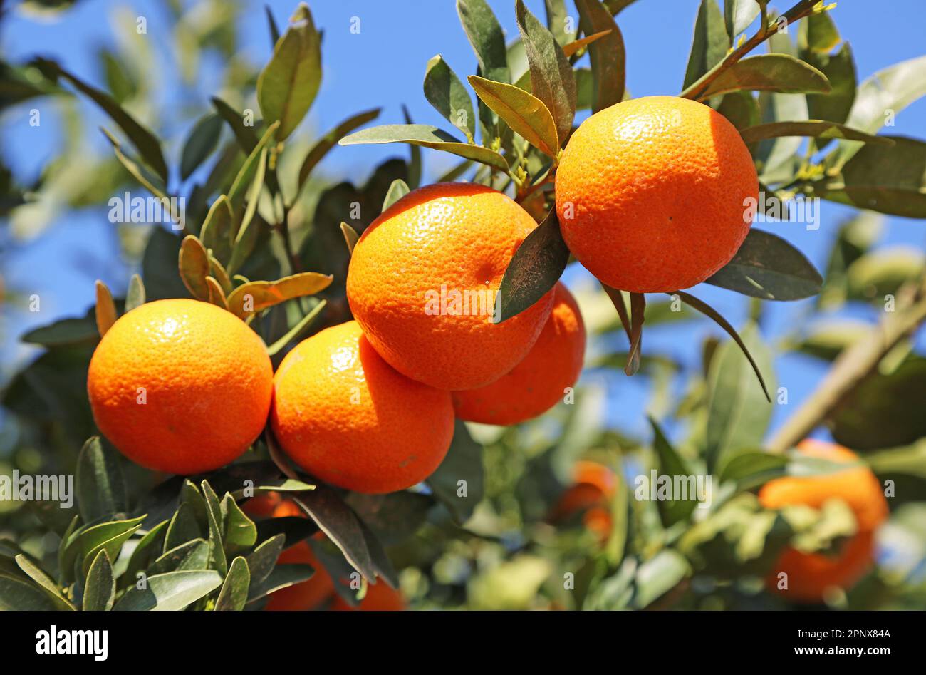 The branch with tangerines - California Stock Photo