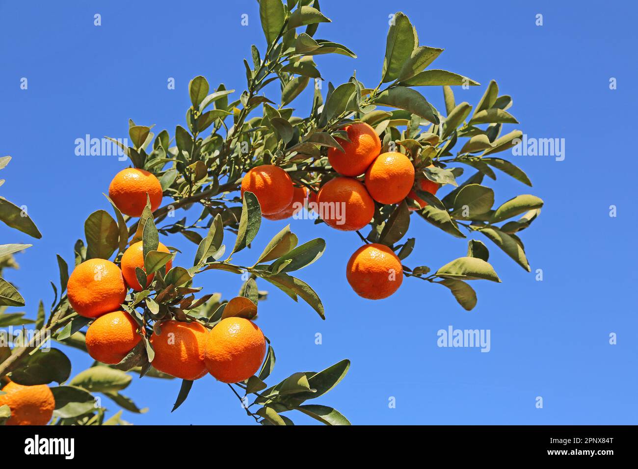 Tangerine branch on blue sky - California Stock Photo