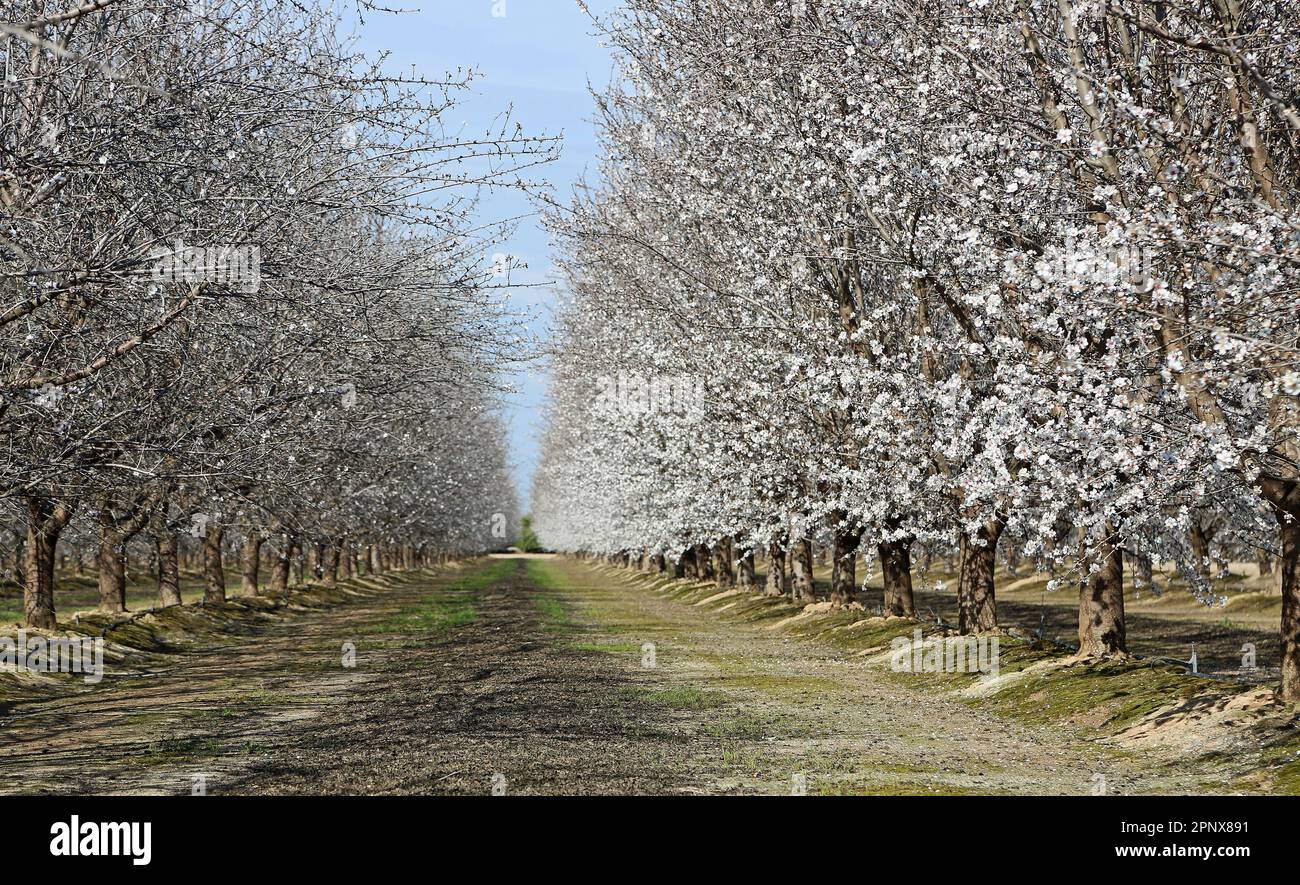 Almond trees in white blossom California Stock Photo Alamy