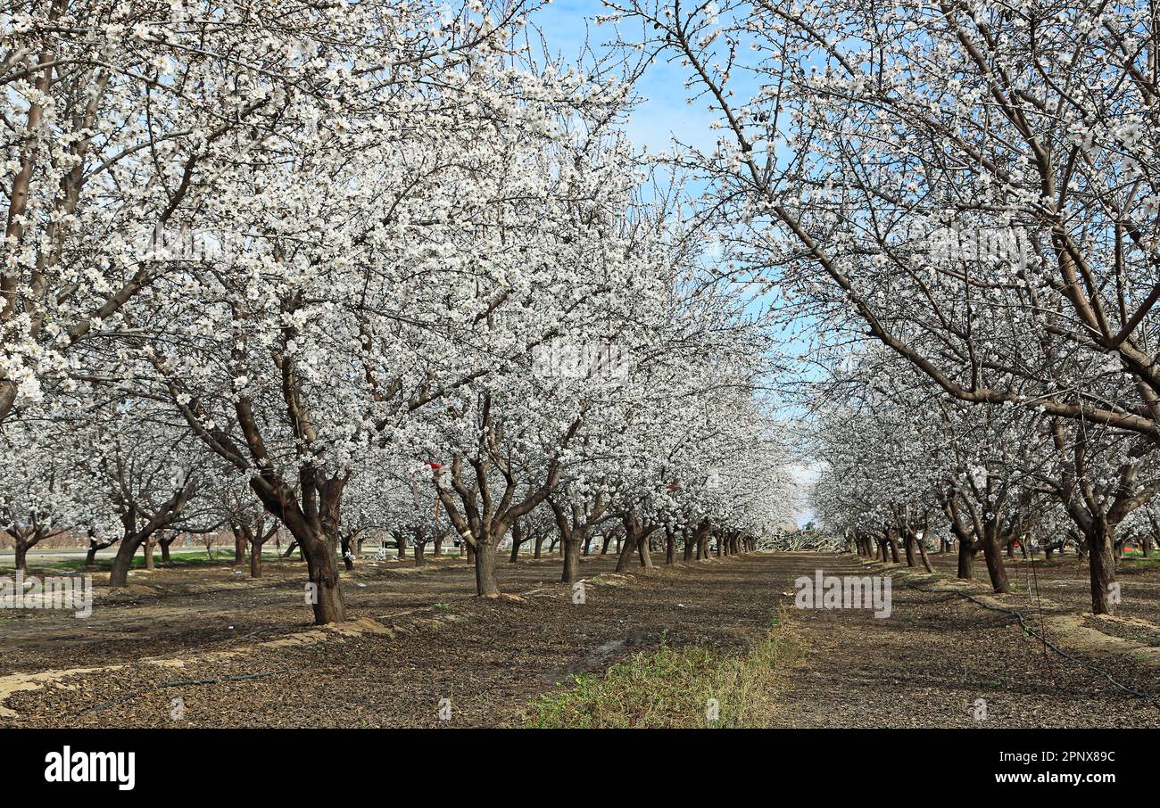 Almond orchard - California Stock Photo - Alamy