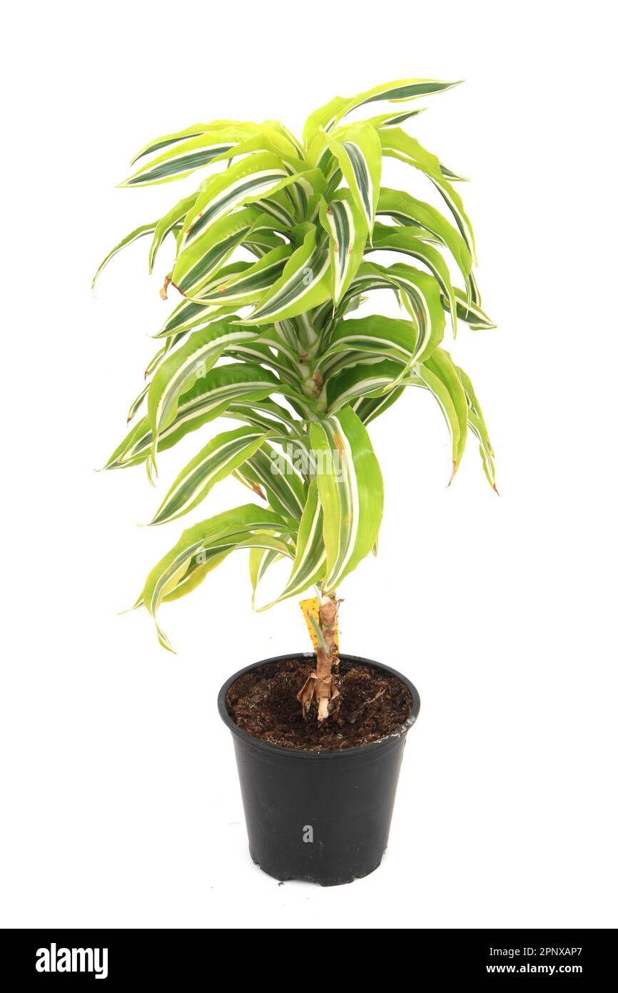 dracaena plant isolated on the white background Stock Photo