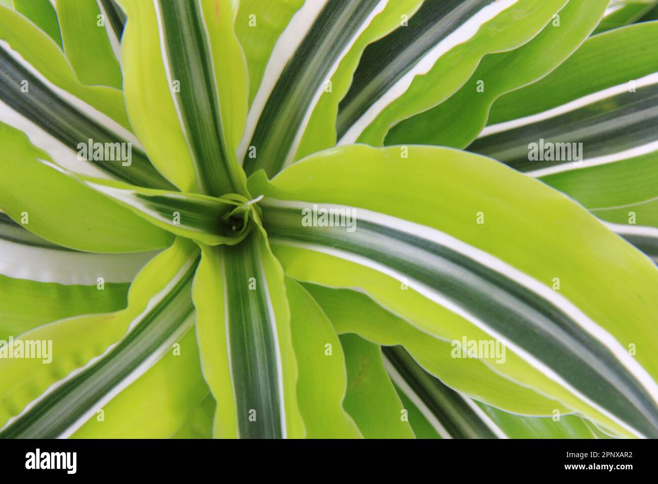 dracaena plant as very nice green natural background Stock Photo