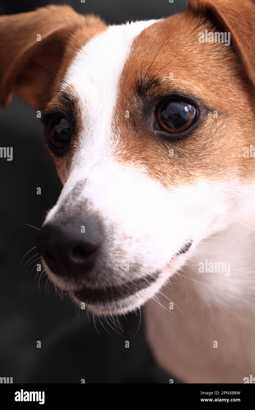 jack russell terrier head on the dark background Stock Photo Alamy