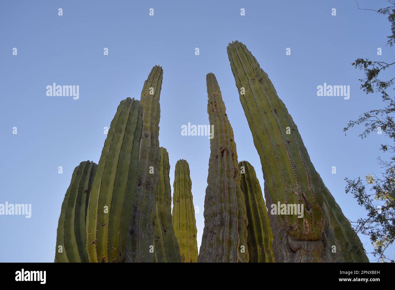 Las imágenes fueron tomadas en un municipio de Baja California Sur, llamado Mulegé. Las plantas están en área de un volcán llamado Las Tres Vírgenes. Stock Photo