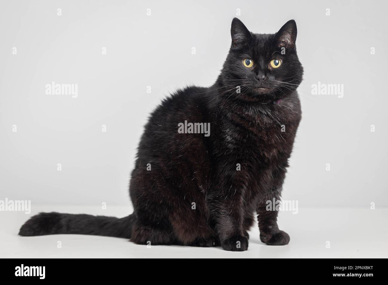 EDITORIAL USE ONLY Jem, owned by Jodie Gates from High is