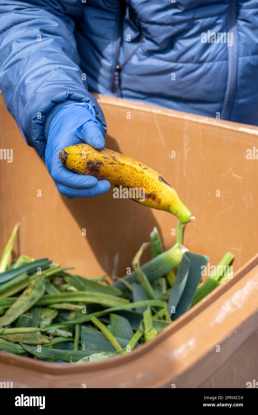 Arm and hand with blue glove holding a collected banana inside a garbage bin with vegetables to recycle and feed their chickens helping sustainable, c Stock Photo