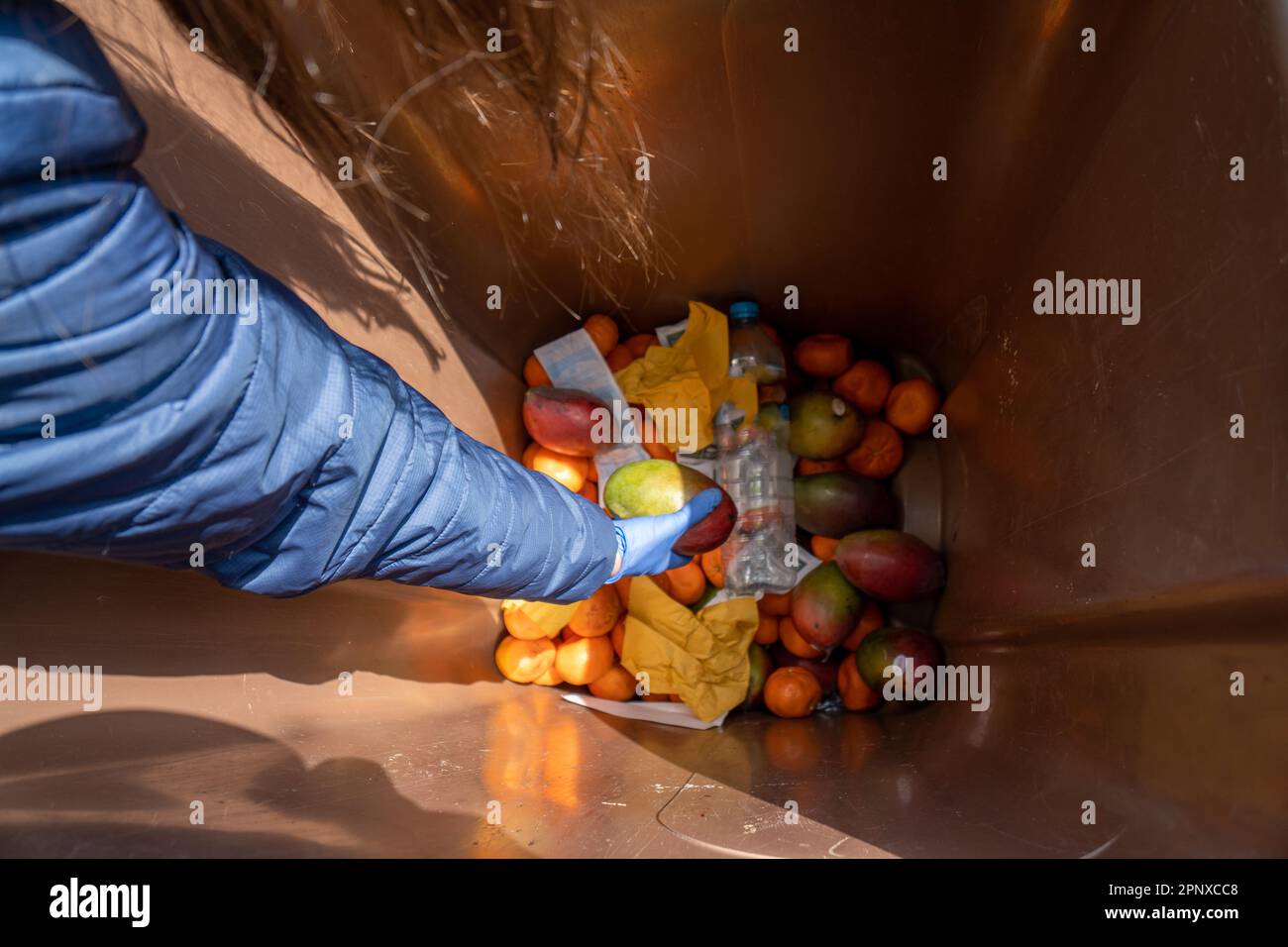 Arm and hand with blue glove searching inside a garbage bin for lettuce and vegetables from the garbage to recycle and feed their chickens helping sus Stock Photo