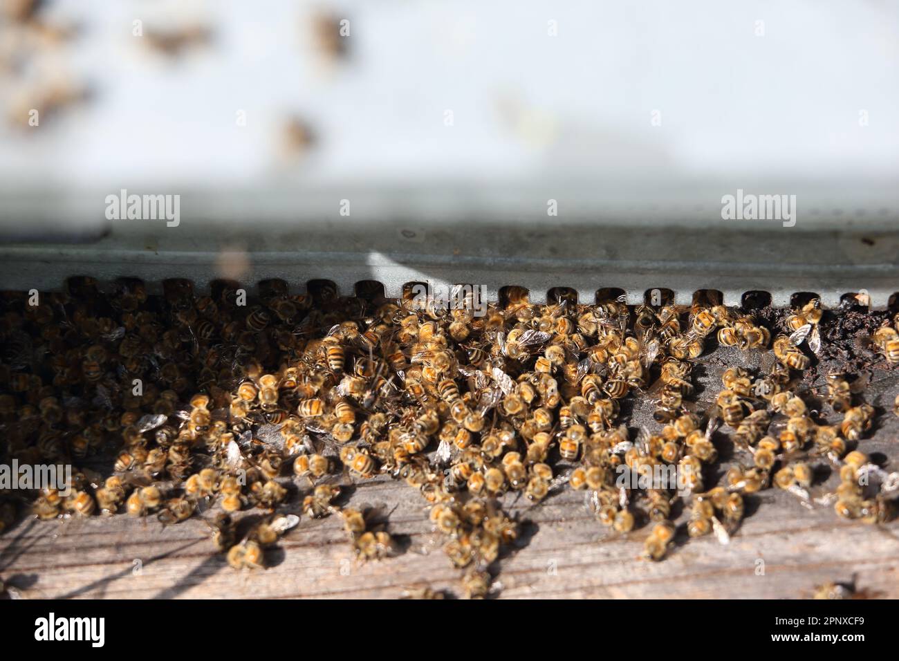 beekeeping and pollution, bee death Stock Photo