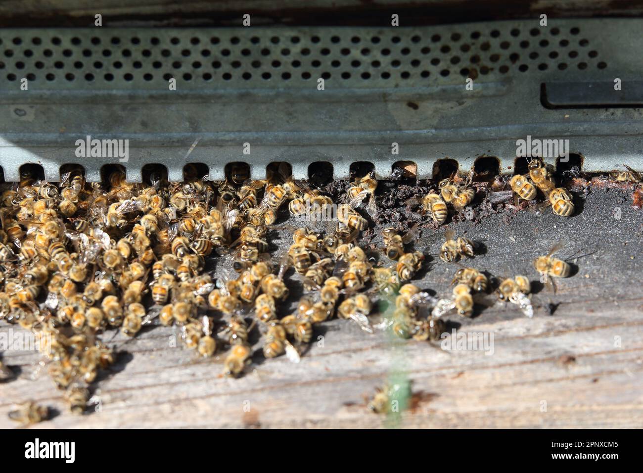 beekeeping and pollution, bee death Stock Photo