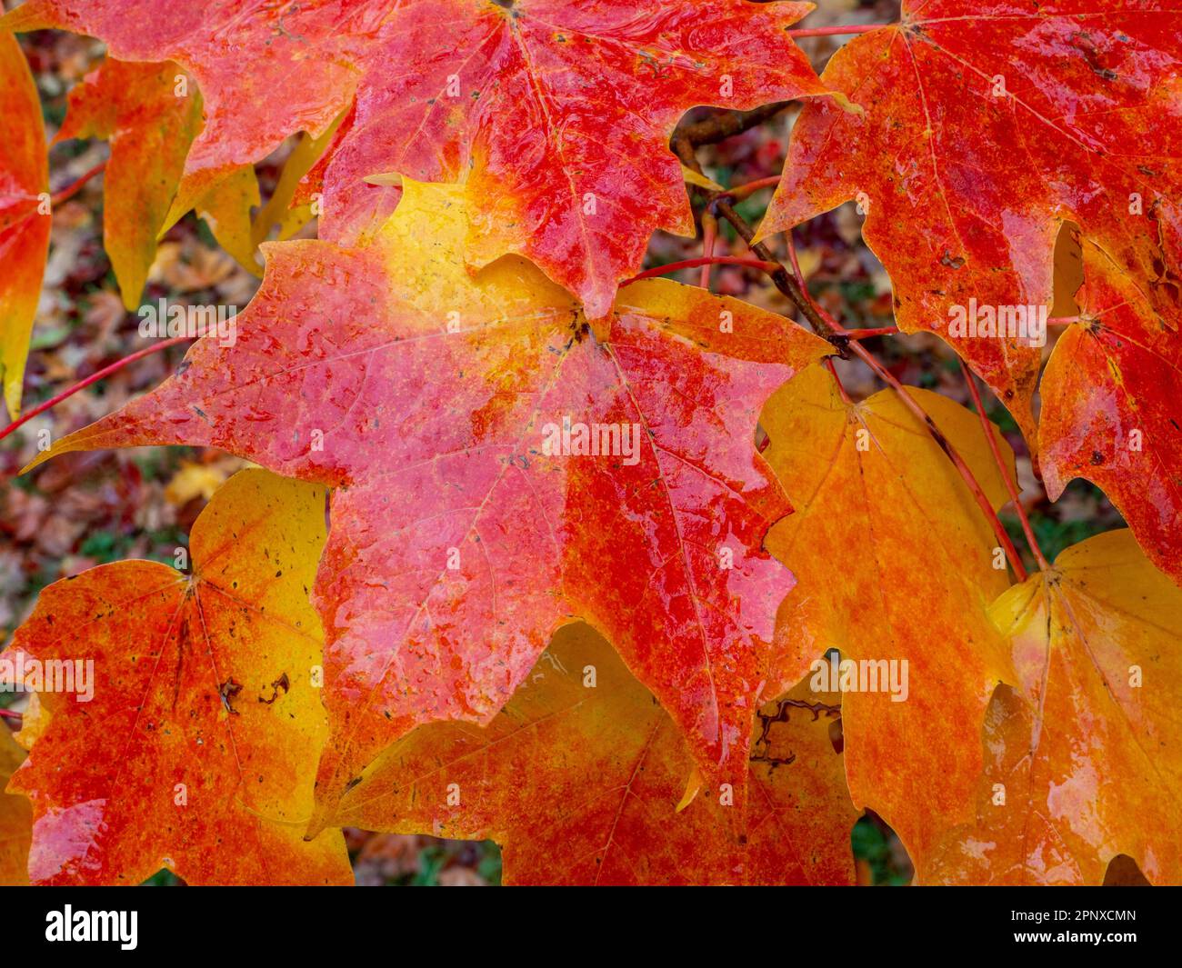 Close up image fall leaves hi-res stock photography and images - Alamy